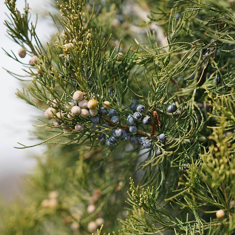 Close-up of Gin Fizz Juniper's sage green and blue berries. 