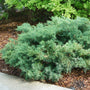 Montana Moss® Juniper an easy growing evergreen with moss-like foliage. 
