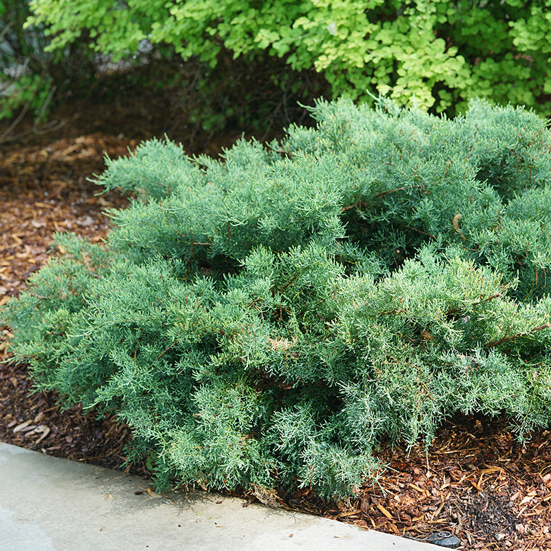 Montana Moss® Juniper an easy growing evergreen with moss-like foliage. 