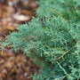 Montana Moss® Juniper has attractive blue color and soft to the touch.