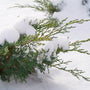 Montana Moss® Juniper brings year-round beauty to the landscape or garden. 