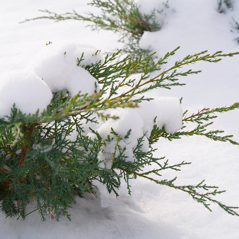 Montana Moss® Juniper brings year-round beauty to the landscape or garden. 