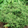 Tortuga Juniper is emerald green with evergreen foliage