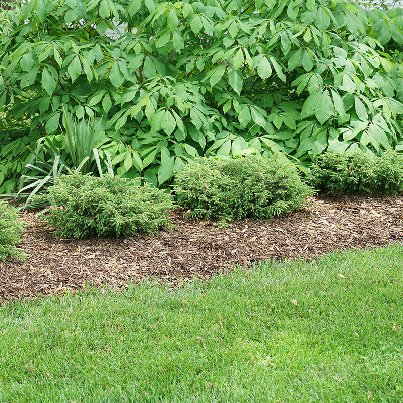 Tortuga Juniper is deer and rabbit resistant