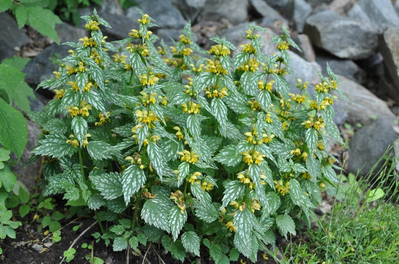 Lamier tacheté Hermann's Pride, aux feuilles vertes et argentées et aux fleurs jaune vif, dans un jardin. 