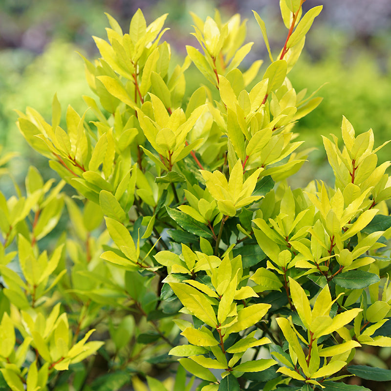 Sicilian Sunshine Bay Laurel has a bright yellow foliage borne on red petioles give it even more ornamental appeal than conventional cultivars