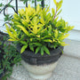 Sicilian Sunshine Bay Laurel heat tolerant and winter interest and is great in a container. 