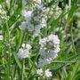 Close-up of clusters of icy white blooms on Ellagance Ice Lavender. 