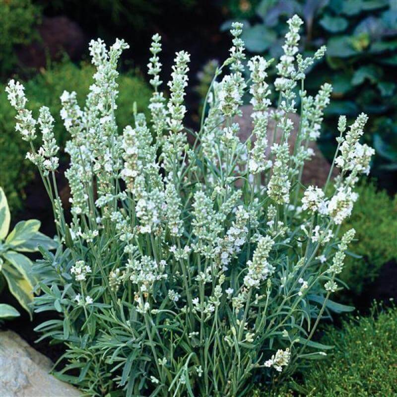 Ellagance Ice Lavender with silver-gray foliage and white flowers on a garden. 