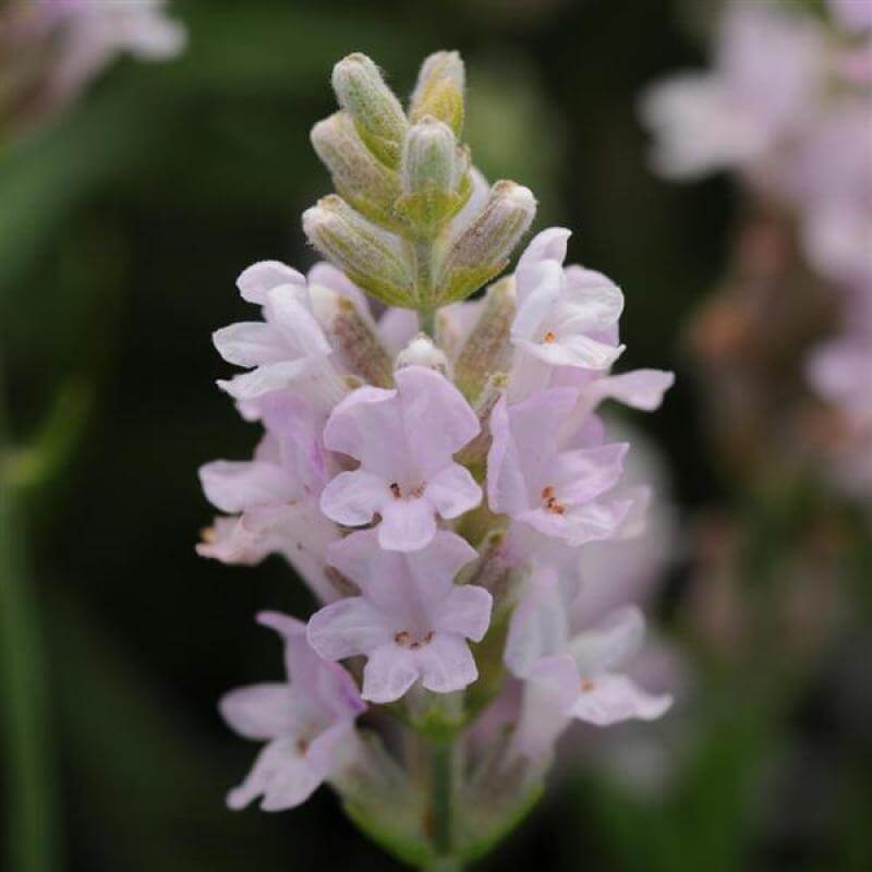 Close-up of soft pink Ellagance Pink Lavender blooms. 