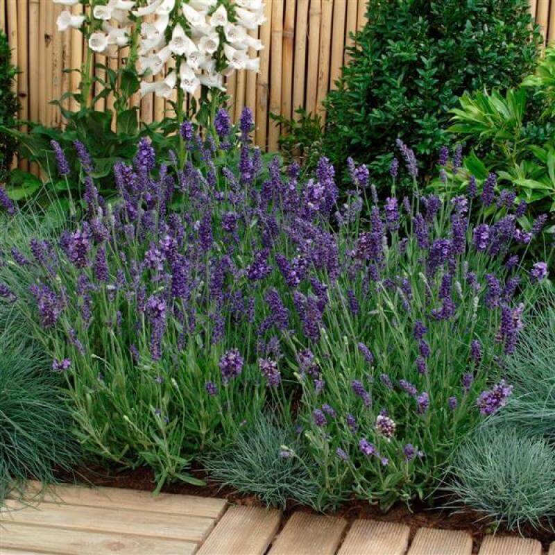 Ellagance Purple Lavender with big purple flowers and silver-green foliage in a garden. 