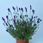 Ellagance Purple Lavender with bold purple flower in an orange pot against a soft blue background. 