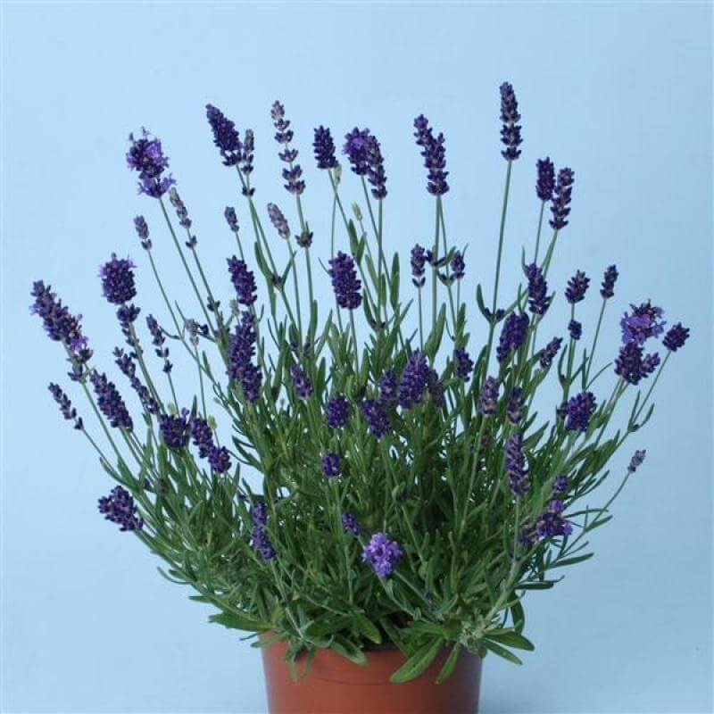 Ellagance Purple Lavender with bold purple flower in an orange pot against a soft blue background. 