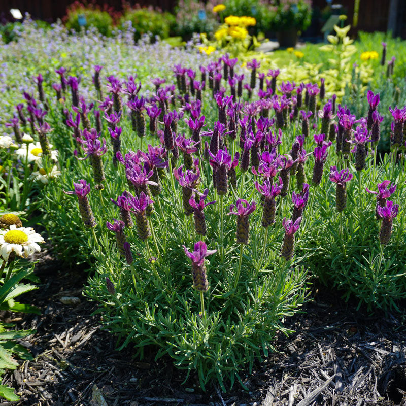 Products Primavera Spanish Lavender Prolific bloomer with burgundy flowers.