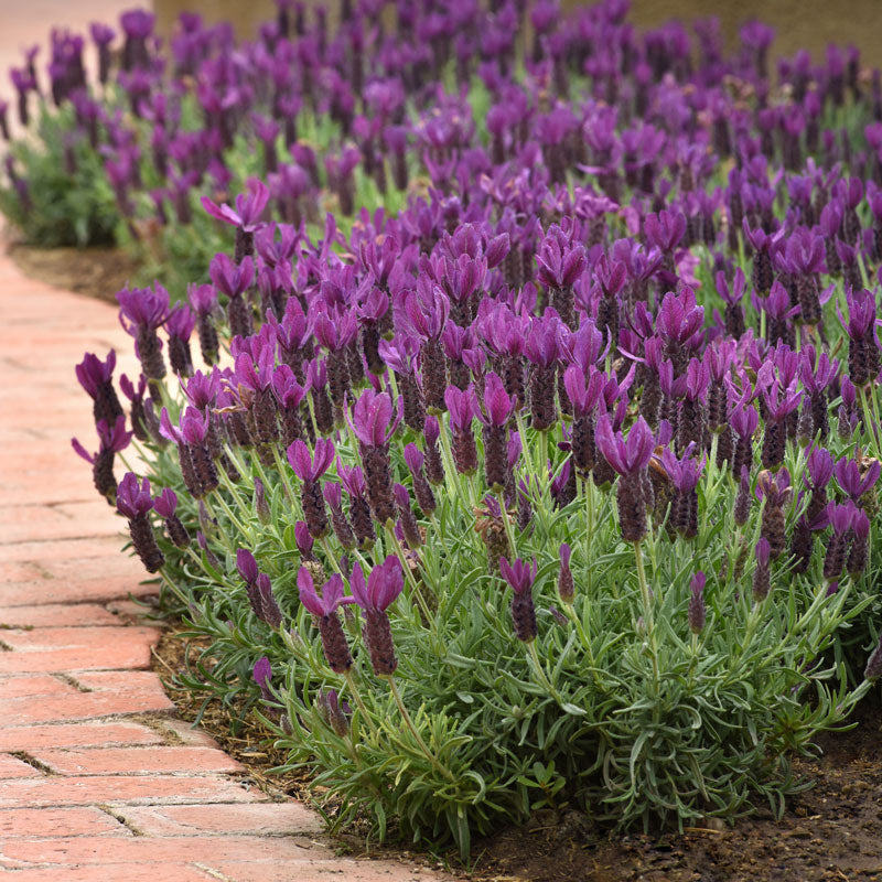 Products Primavera Spanish Lavender Prolific bloomer with burgundy flowers.