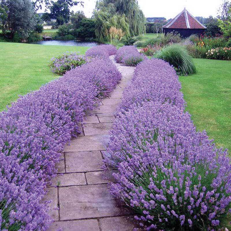 Mounds of Hidcote Lavender lining both sides of path. 