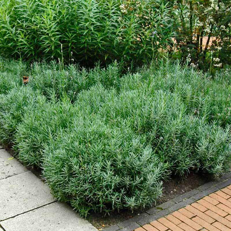 Mounds of Hidcote Lavender planted in a corner. 