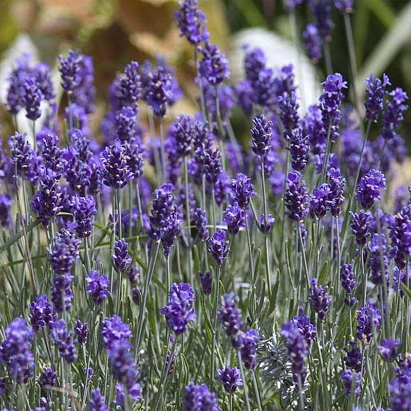 Purple Hidcote Lavender flower spikes floating above mounds of silver-gray foliage. 