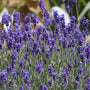 Purple Hidcote Lavender flower spikes floating above mounds of silver-gray foliage. 