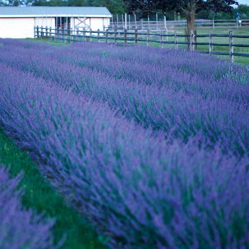 spacing of lavender plants Phenomenal® Lavender (Lavandula)