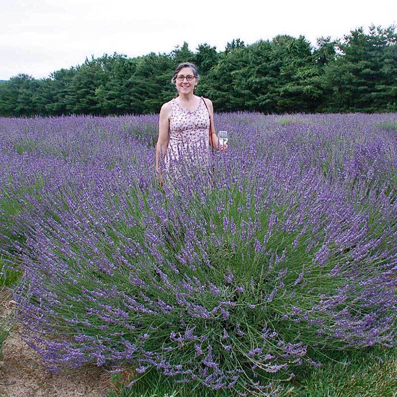 where can i purchase lavender plants Phenomenal Lavender Plants For Sale