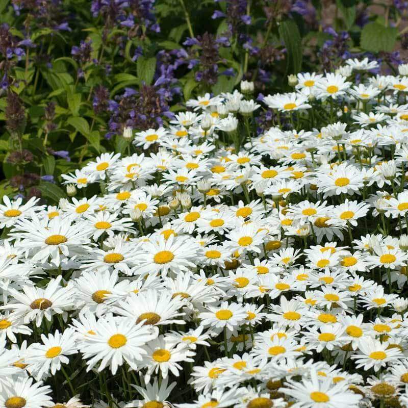 Becky Shasta Daisy with classic white blooms in a garden. 