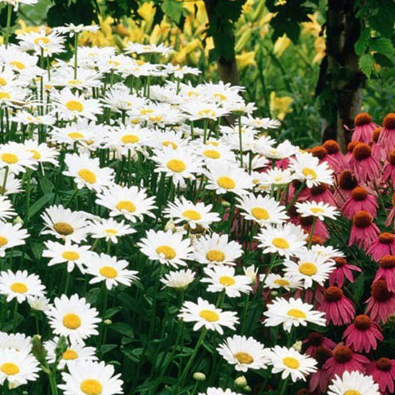 Becky Shasta Daisy planted in a garden next to pink coneflowers. 