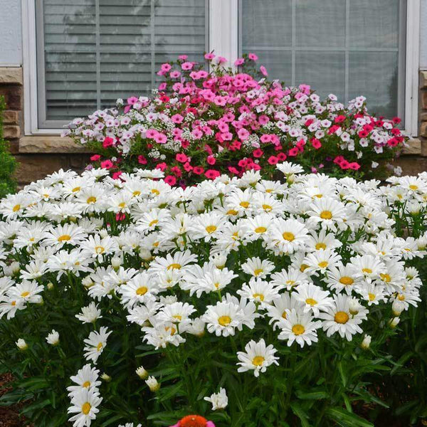 Amazing Daisies® Daisy May® Shasta Daisy | Proven Winners – Great