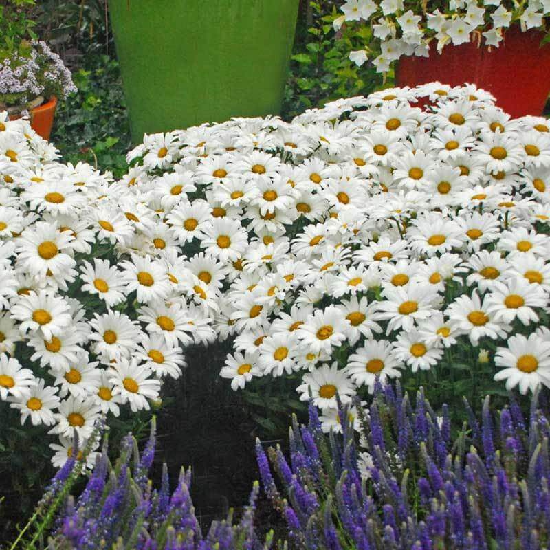 Proven Winners Amazing Daisies Daisy May Shasta Daisy - Thumbnail 3