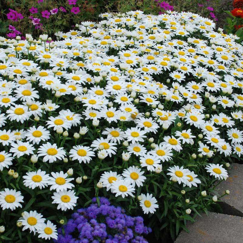 Snowcap Shasta Daisy with abundant large white blooms in a garden. 