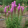 Kobold Blazing Star with bright pink spiky flowers