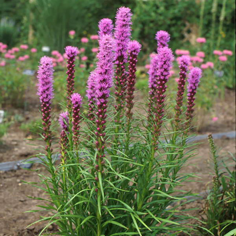 Kobold Blazing Star with bright pink spiky flowers