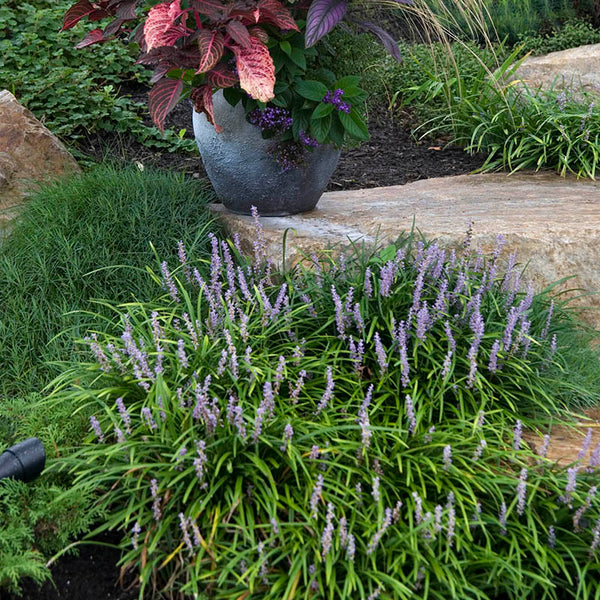 lily turf plant indoor Lilyturf (Liriope)