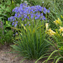 Little Galaxy Lily of the Nile with blue flower clusters on long green stems in a garden. 