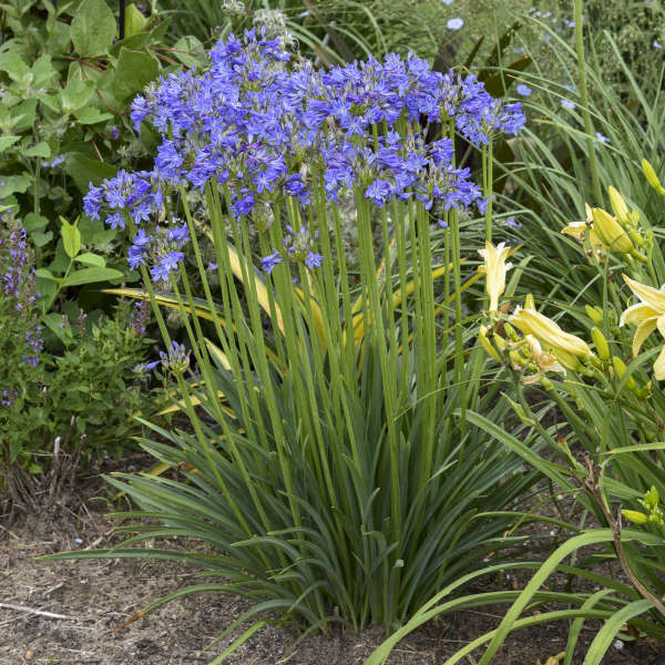 Little Galaxy Lily of the Nile with blue flower clusters on long green stems in a garden. 
