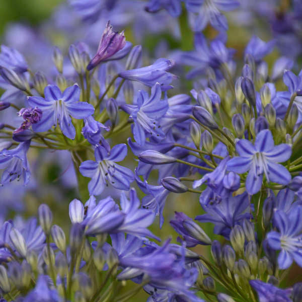Close-up of the clusters of true-blue Little Galaxy Lily of the Nile flowers. 