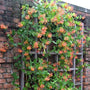 Dropmore Scarlet Honeysuckle Vine with orange blooms climbing a trellis against a brick wall. 