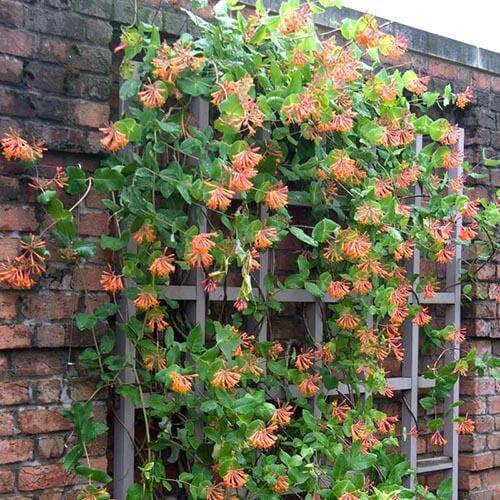 Dropmore Scarlet Honeysuckle Vine with orange blooms climbing a trellis against a brick wall. 