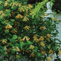 John Clayton Honeysuckle Vine with buttery-yellow trumpet-shaped blooms. 