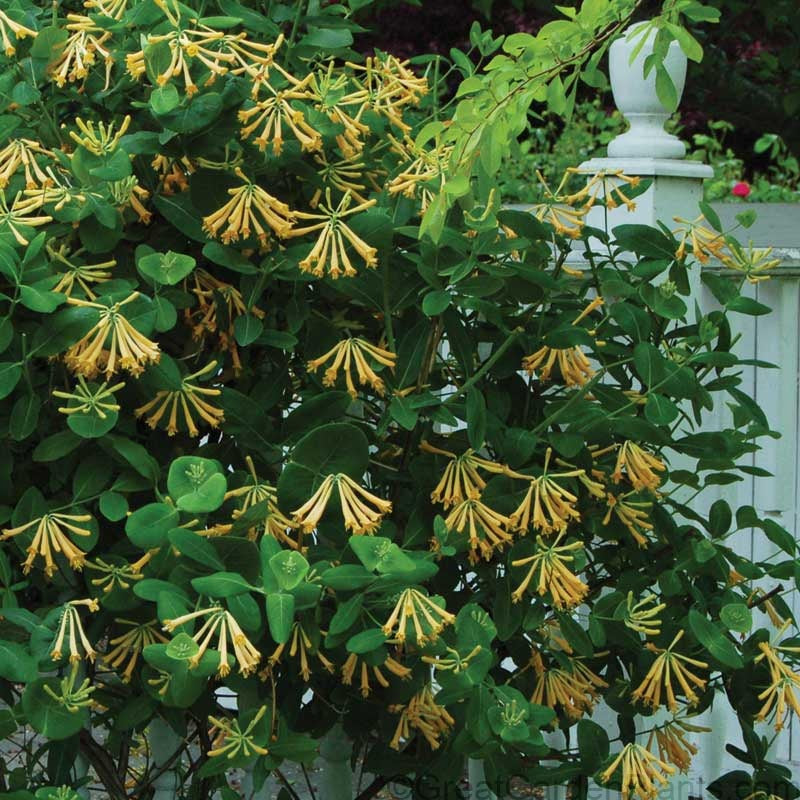 John Clayton Honeysuckle Vine with buttery-yellow trumpet-shaped blooms. 