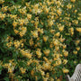 John Clayton Honeysuckle Vine with hundreds of buttery-yellow trumpet-shaped blooms dotting lush green foliage.