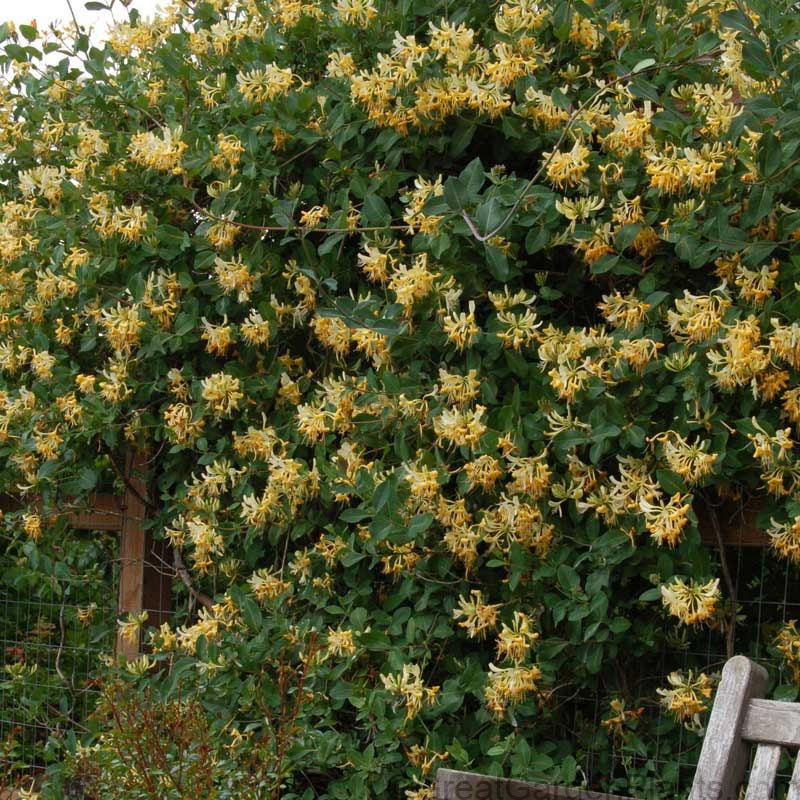 John Clayton Honeysuckle Vine climbing a fence behind a bench. 