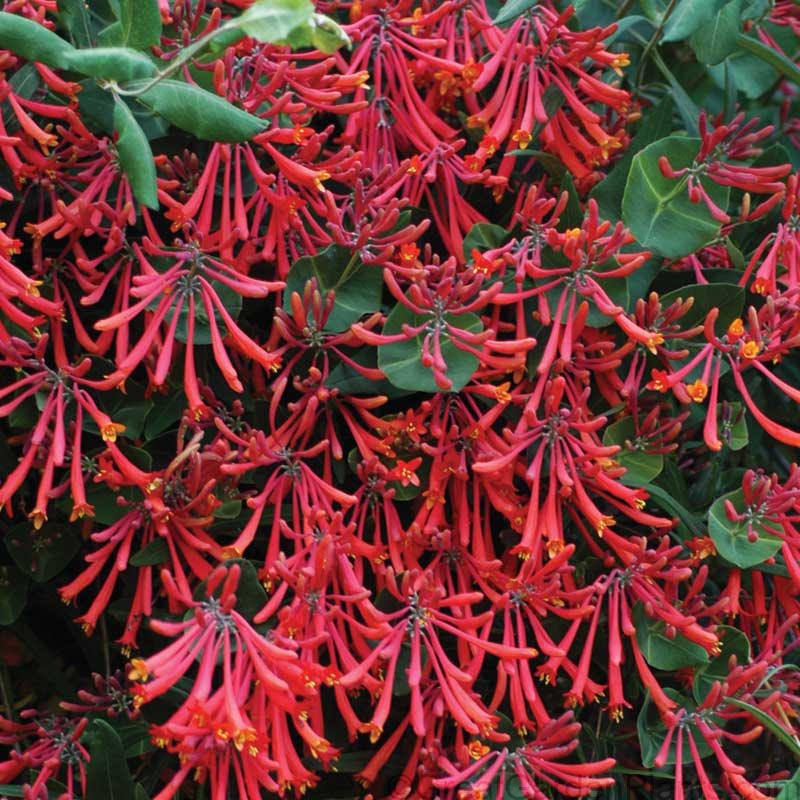 Major Wheeler Honeysuckle Vine with vibrant fiery-red trumpet-like flowers and lush green foliage. 