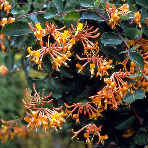 Mandarin Honeysuckle Vine with yellow, orange, and pink trumpet-like flower. 