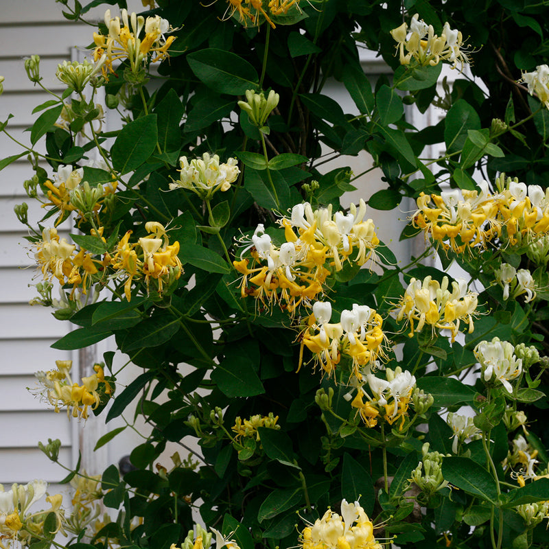 Scentsation Honeysuckle Vine with trumpet-shaped golden blooms. 