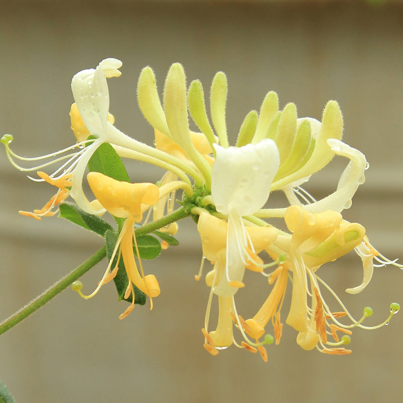 Close-up of a golden Scentsation Honeysuckle Vine Bloom. 