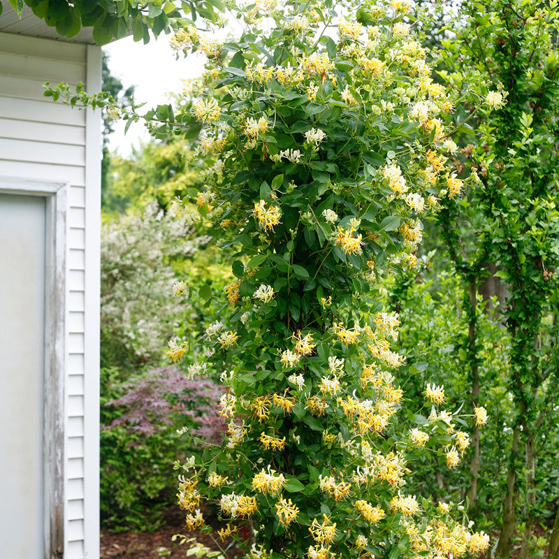 Scentsation Honeysuckle Vine climbing a trellis beside a house. 