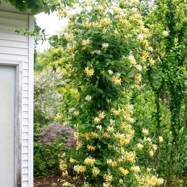 'Scentsation' Honeysuckle Vine (Lonicera)