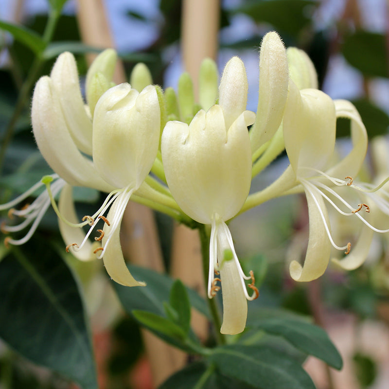 Close-up of a trumpet-shaped Scentsation Honeysuckle Vine bloom. 