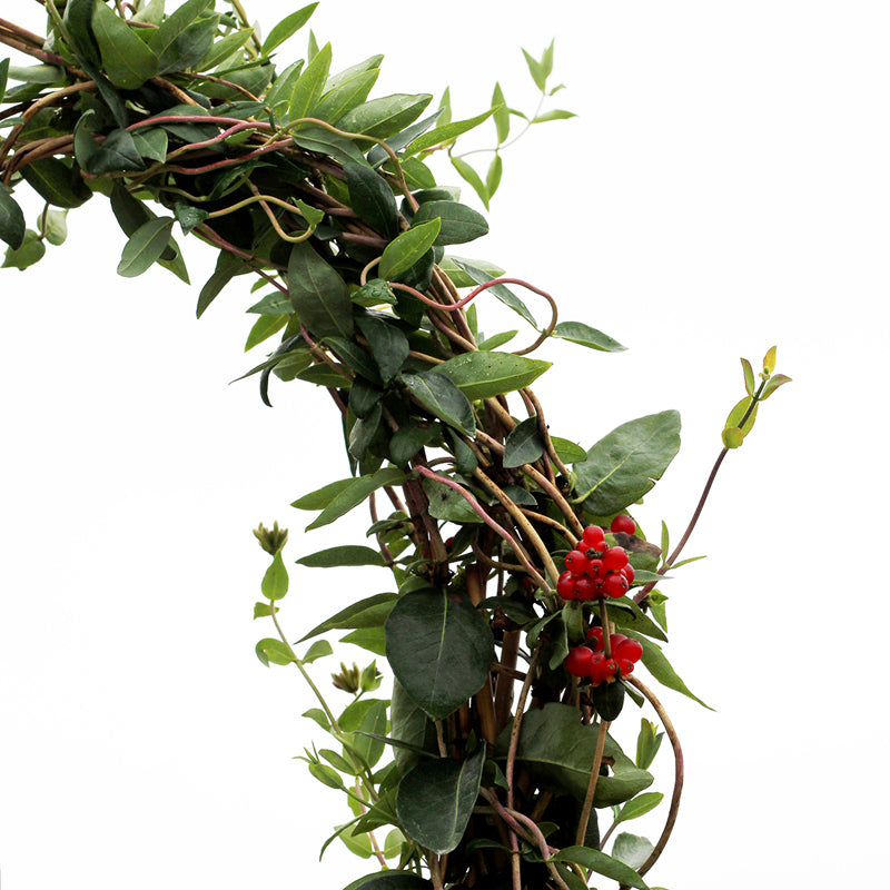 Scentsation Honeysuckle Vine with red berries climbing an arch. 